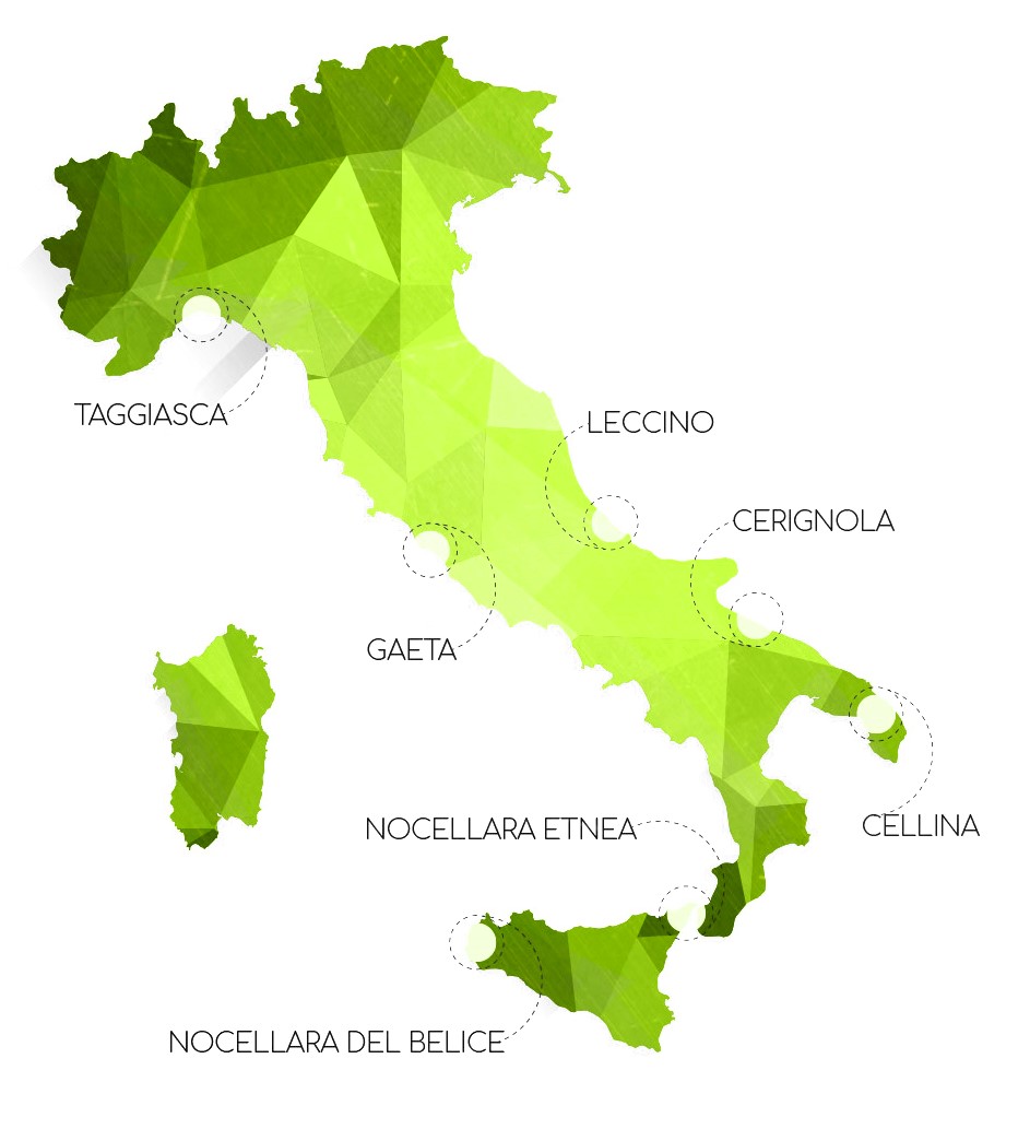500 differnti cultivar di olive in Italia