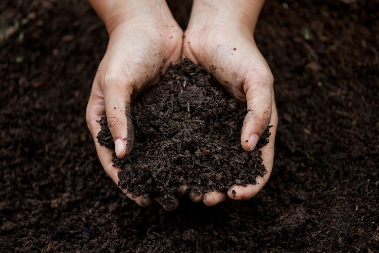 Compostaggio domestico